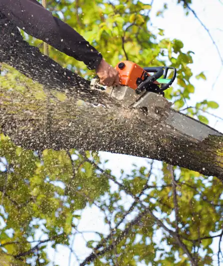 Tree Services